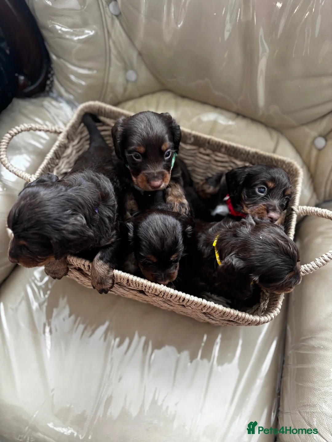 Cocker Spaniel dogs for sale: Chocolate & tan cocker spaniel puppies for sale  - Advert 1