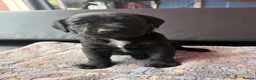 Labrador Retriever dogs for sale: Black Labradors boys and girls  - Advert 5