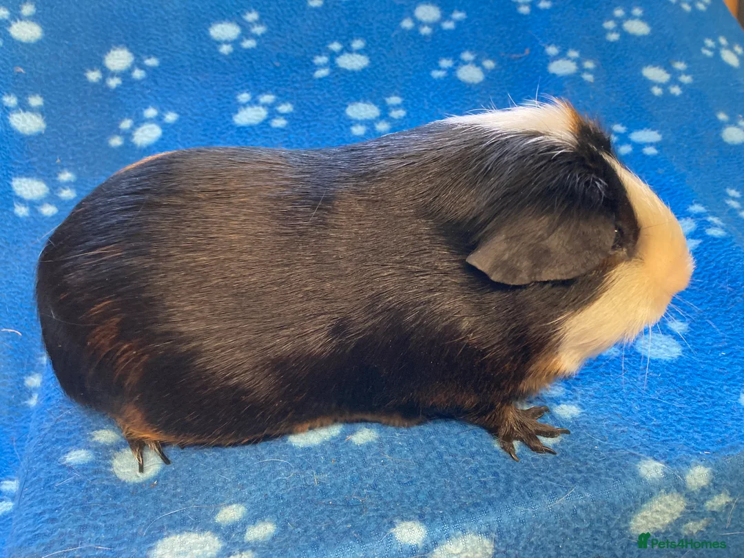 Guinea Pig rodents for sale: Baby and young adult boars - Advert 7