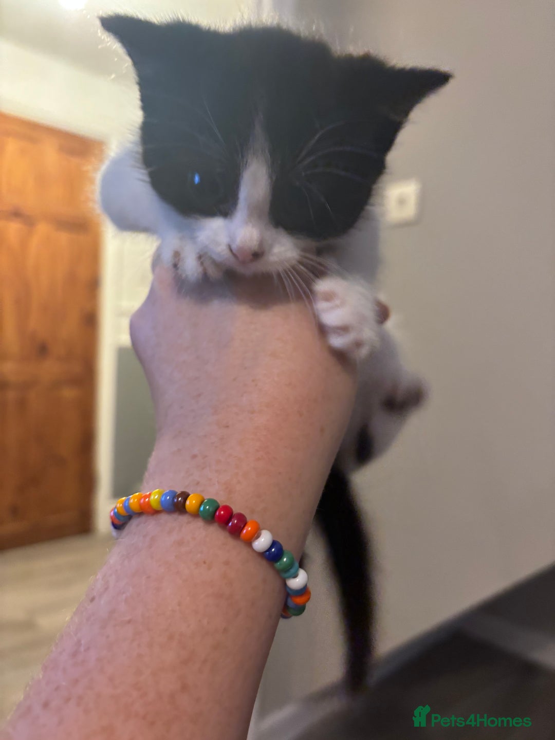 British Shorthair cats for sale: 3 black and white kittens  - Advert 3