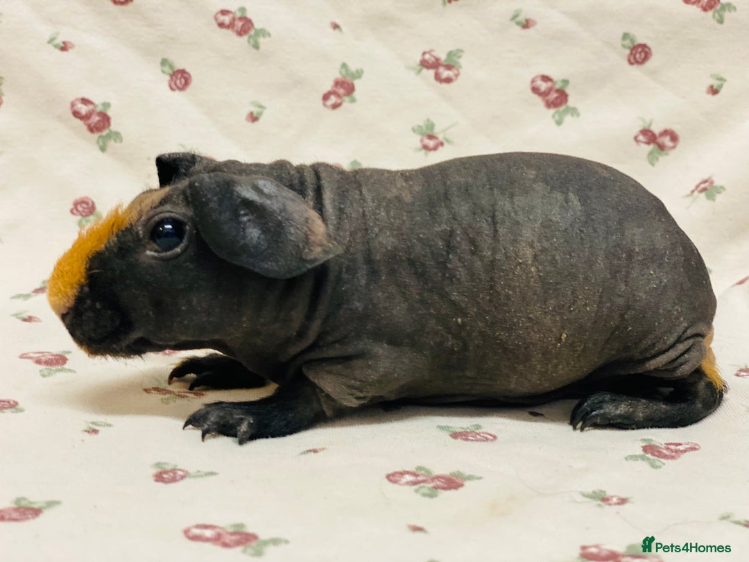 Guinea Pig rodents for sale: Skinny pig and fluffy baby boy pair - Advert 7