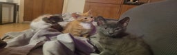 Mixed Breed cats for sale: Three gorgeous kittens available! - Advert 16
