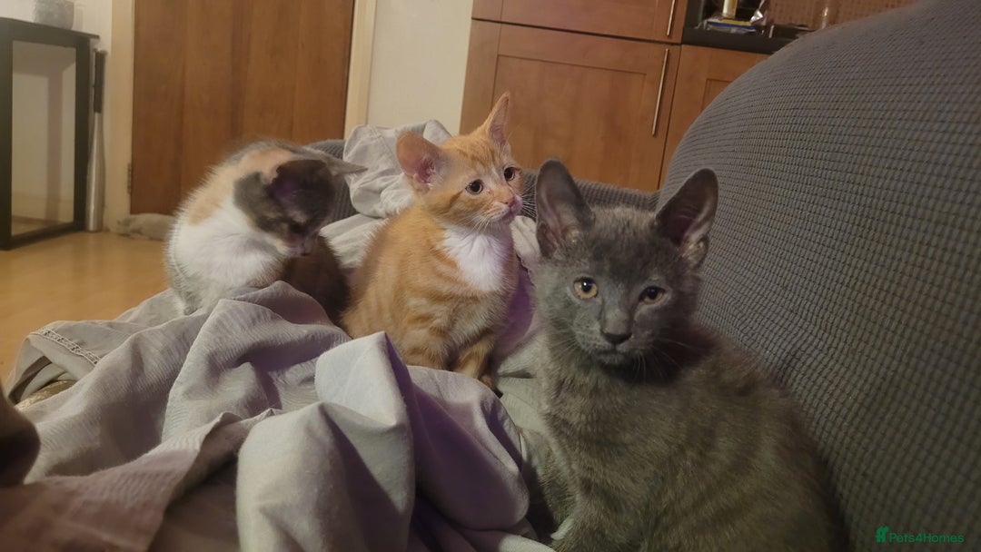 Mixed Breed cats for sale: Three gorgeous kittens available! - Advert 16