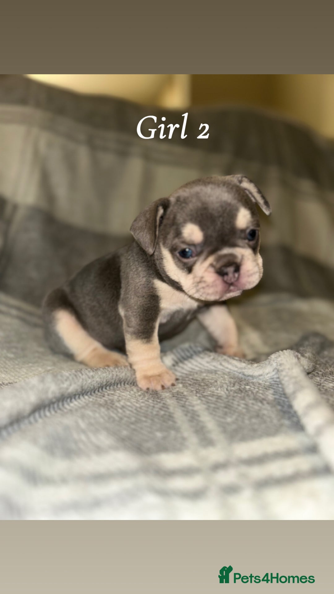 French Bulldog dogs for sale: 2 gorgeous lilac and tan french bulldogs  - Advert 10