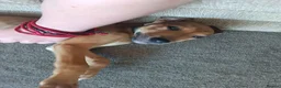 Lurcher dogs for sale: Beautiful Working Stock Male Lurcher Puppy - Advert 4