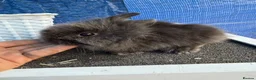 Lionhead rabbits for sale: One beautiful male lionhead ... and 2 babys  in Swindon - Advert 7