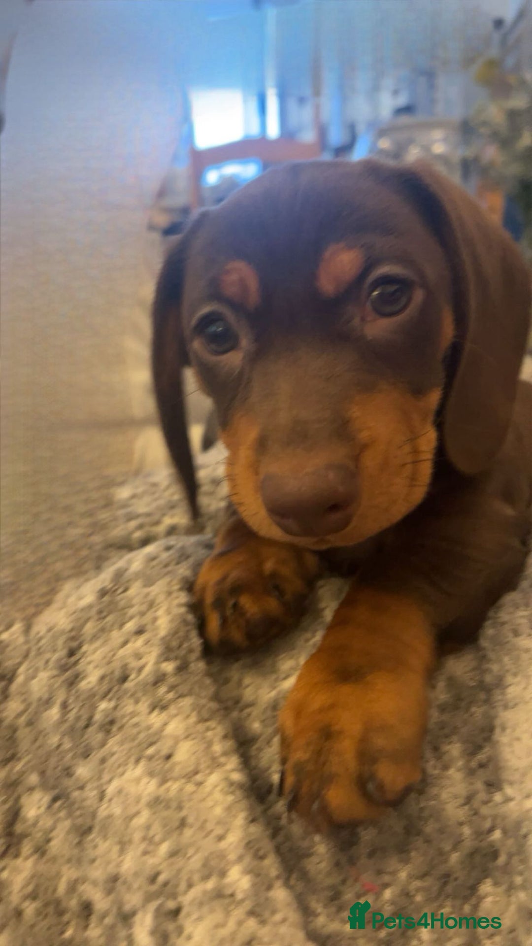Dachshund dogs for sale: Dachshund female 15week old - Advert 1