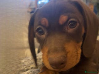 Dachshund dogs Dachshund female 15week old - Advert 2