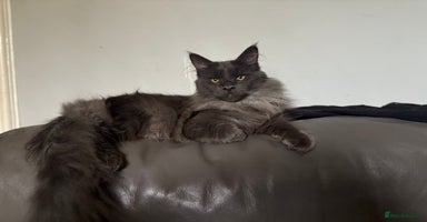 Maine Coon cats - Advert 3
