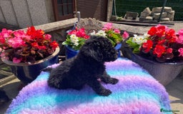 Cavapoo dogs for sale: 1 girl left 💕 f1b cavapoos ready now 🏡 - Image 11
