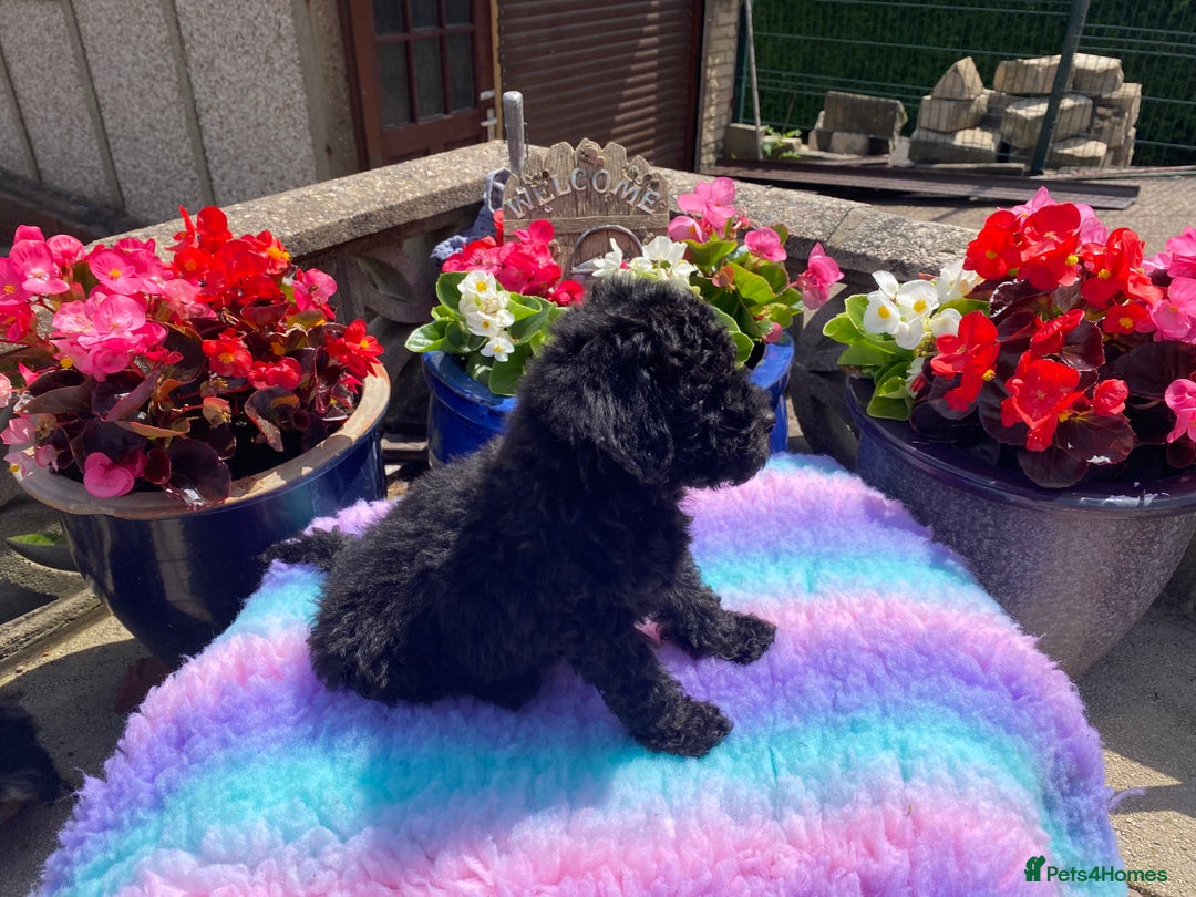 Cavapoo dogs for sale: 1 girl left 💕 f1b cavapoos ready now 🏡 - Image 11
