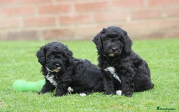 Cavapoochon dogs for sale: Beautiful Cavapoochon puppies for sale - Image 7