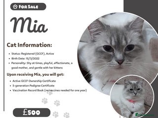 Ragdoll cats GCCF in Paisley - Advert 1