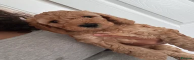 Cockapoo 4