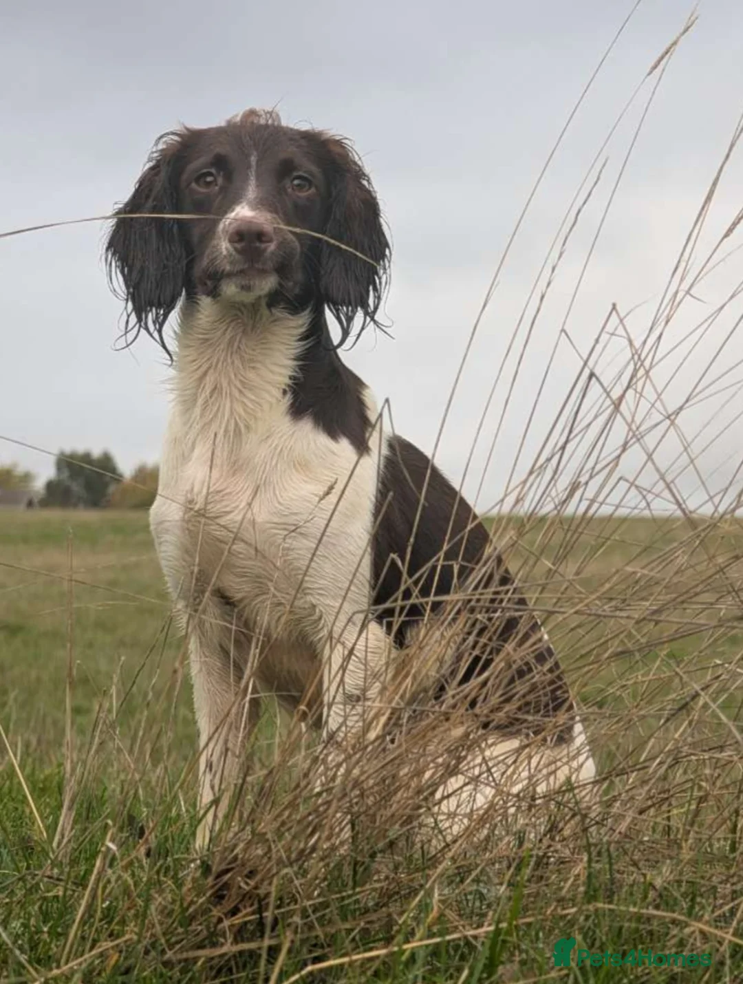 English Springer Spaniel dogs for sale: Springer spaniel puppies field ready! in Sleaford - Advert 8