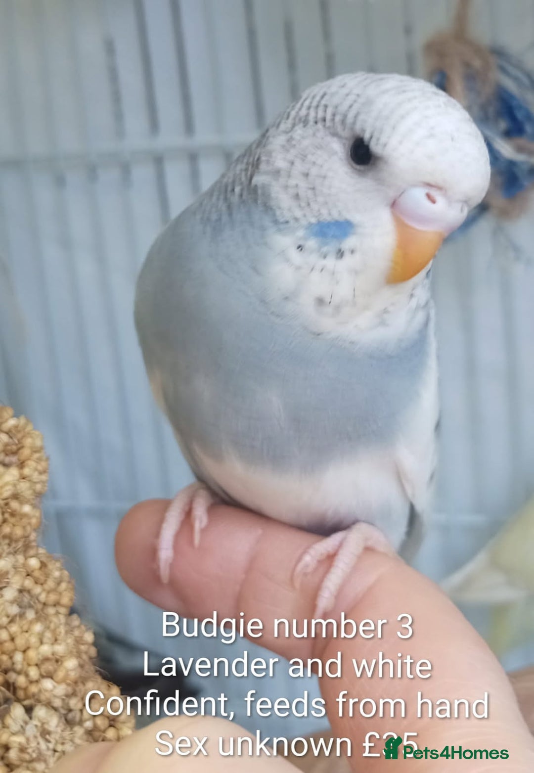 Budgerigars birds for sale: Superb home bred beautifully coloured baby budgies - Image 7