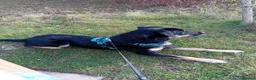Border Collie dogs for sale: New home - Advert 6