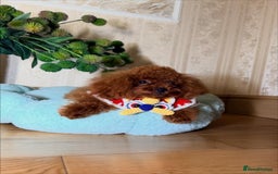 Toy Poodle dogs for sale: Asian micro poodle Boy - Image 13