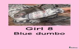 Rat rodents for sale: Beautiful baby rats looking for forever homes! - Advert 8