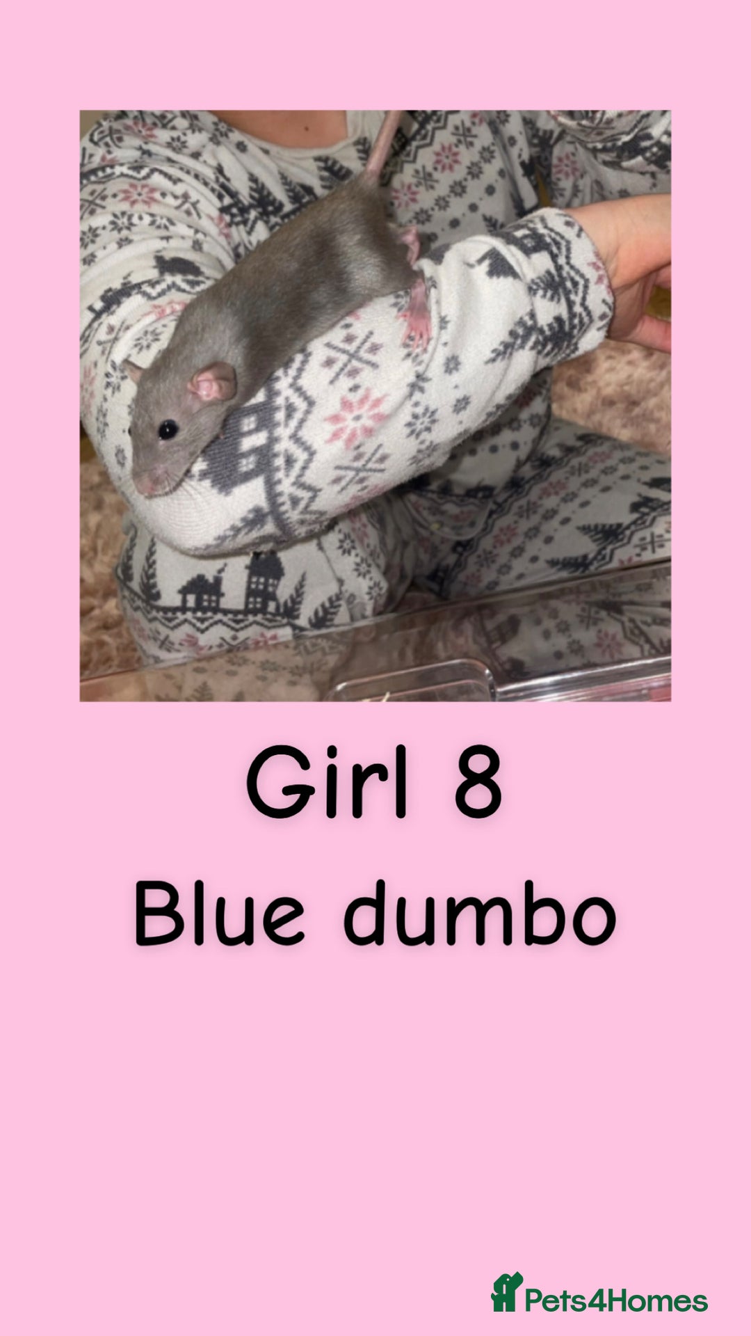 Rat rodents for sale: Beautiful baby rats looking for forever homes! - Advert 8