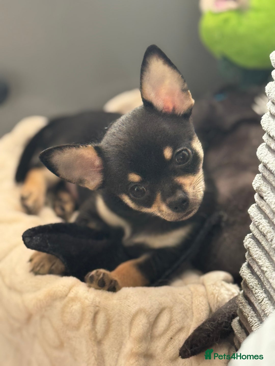 Chihuahua dogs for sale: 2 chihuahua boys ready to leave NOW - Image 3