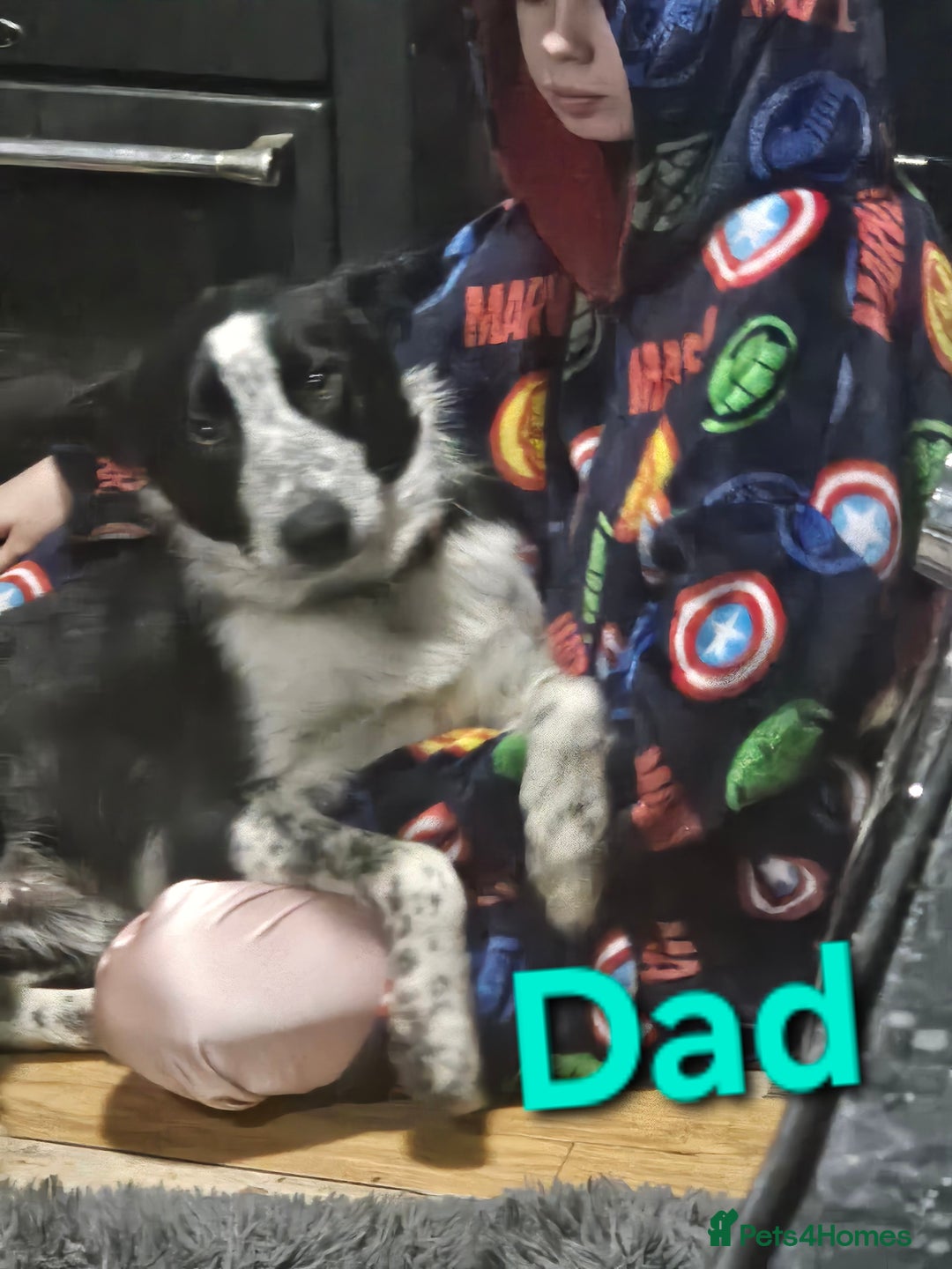 Border Collie dogs for sale: Border Collie Puppies - Image 6