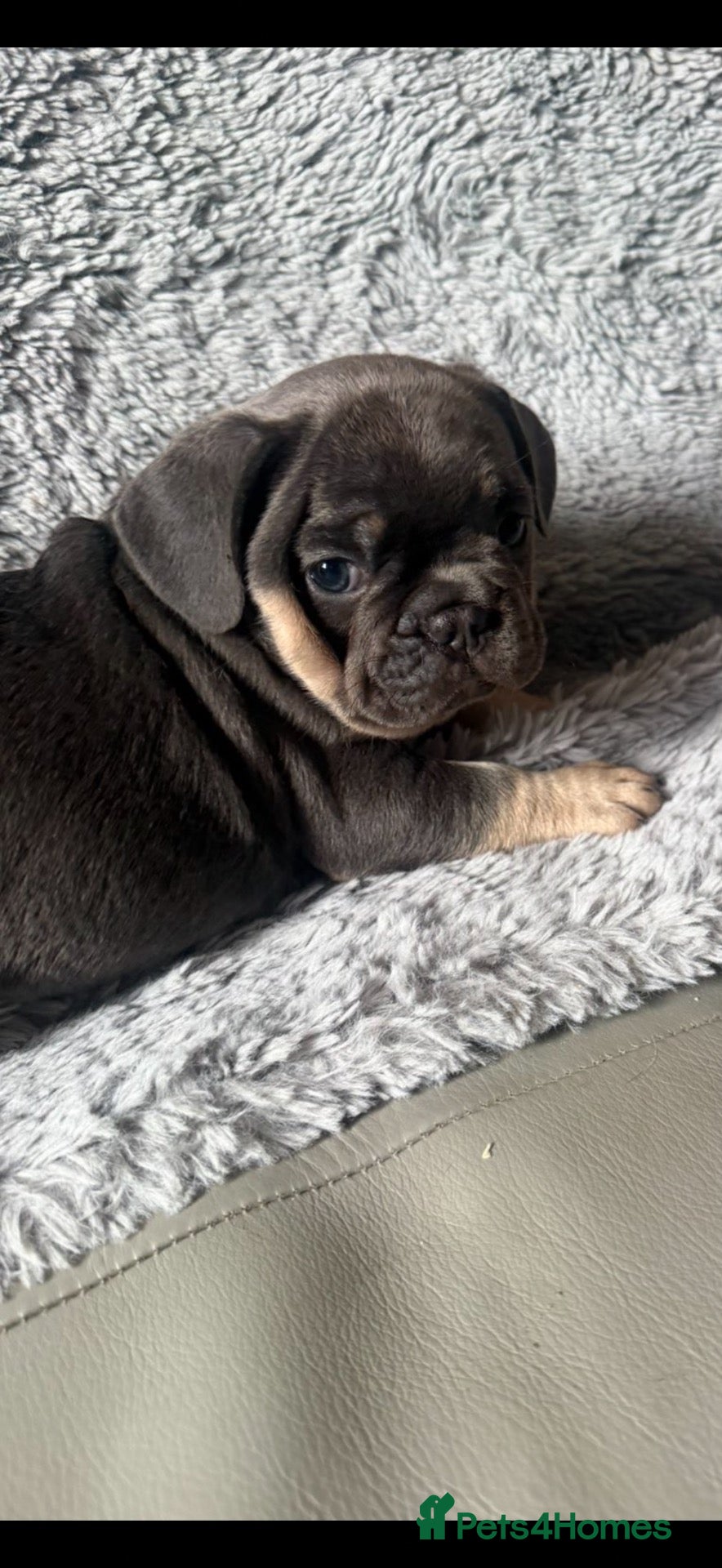 French Bulldog dogs French bulldogs  - Advert 7
