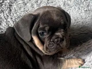 French Bulldog dogs French bulldogs - Advert 7