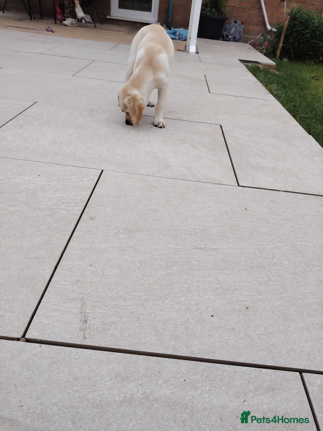 Labrador Retriever dogs for sale: Labrador retriver - Advert 6