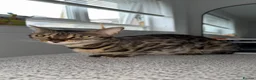 Bengal cats for sale: Bengal Male Kittens  - Advert 13
