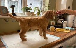 Standard Poodle dogs for sale: Standard poodle male pup apricot  - Image 19