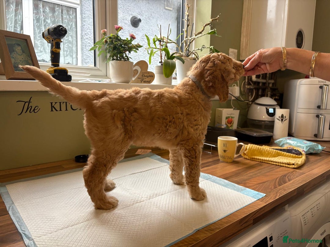 Standard Poodle dogs for sale: Standard poodle male pup apricot  - Image 19