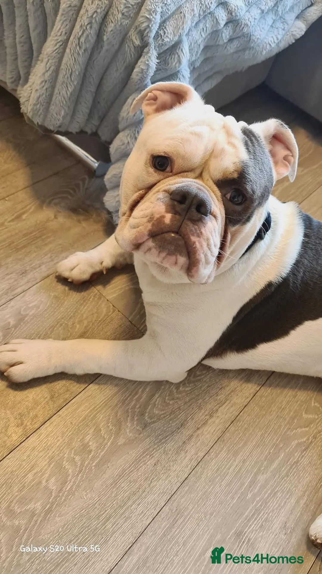 English Bulldog dogs for sale: Dog for rehome - Advert 2