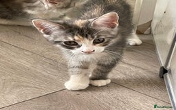Maine Coon cats for sale: Maine coon x domestic kittens. One girl left - Image 9