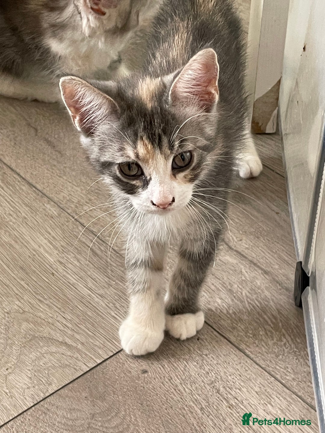 Maine Coon cats for sale: Maine coon x domestic kittens. One girl left - Image 9
