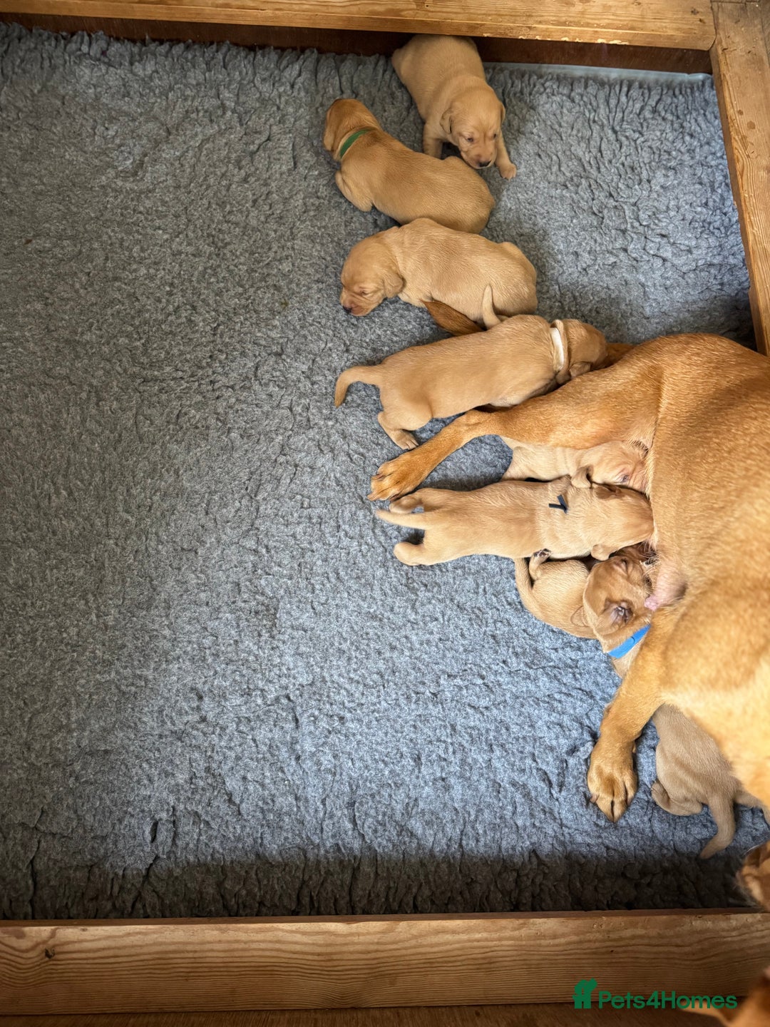 Labrador Retriever dogs for sale: Outstanding KC reg fox red Labrador puppies.  - Image 24