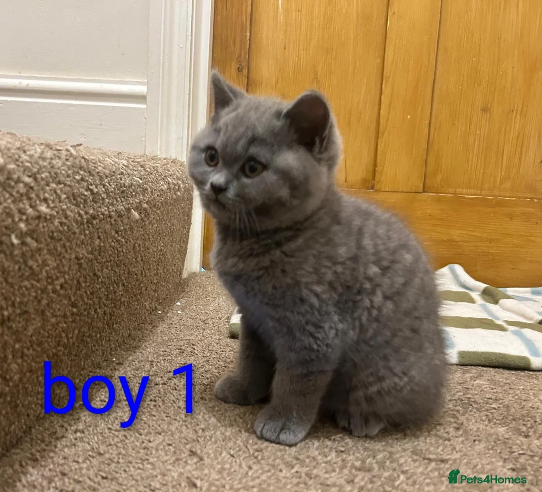 Scottish Fold cats for sale: Scottish fold Kittens  - Advert 22