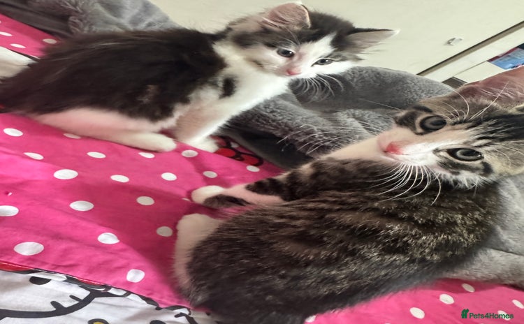 Mixed Breed cats - Advert 2