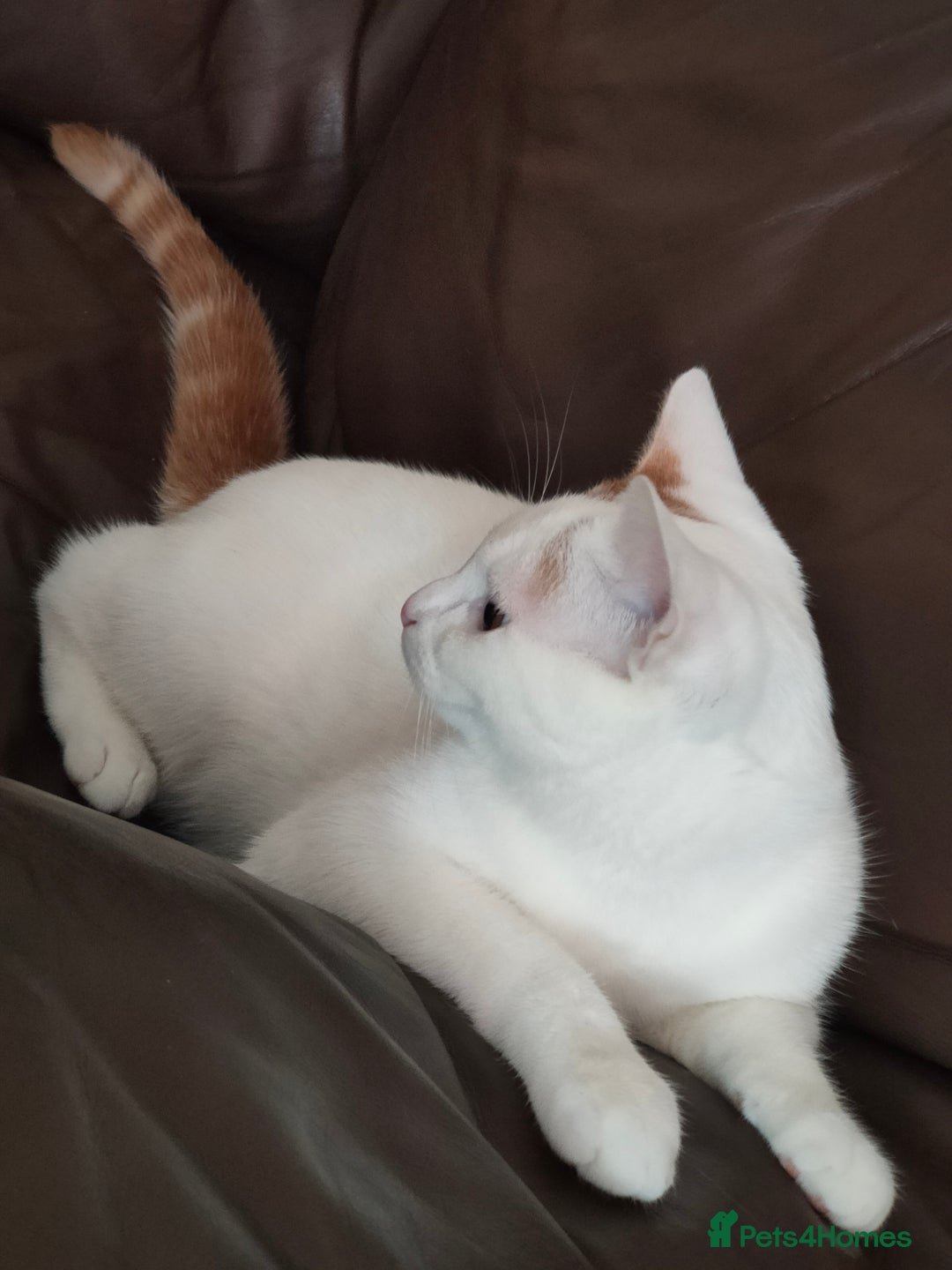 Turkish Van cats for sale: Turkish van male kitten  - Advert 11