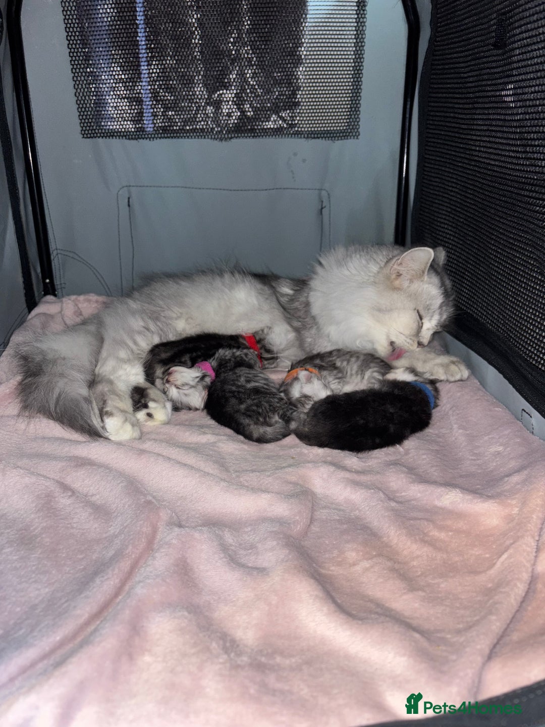 Persian cats for sale: Persian X Mainecoon kittens - Advert 1