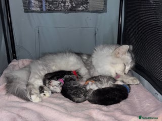 Persian cats Persian X Mainecoon kittens - Advert 2