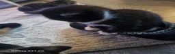 Domestic Shorthair cats for sale: one tabby and one black and white kittens - Advert 7