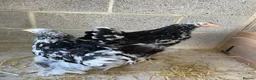 Chickens poultry for sale: Lemon peking and mottled Brahmas  - Advert 7
