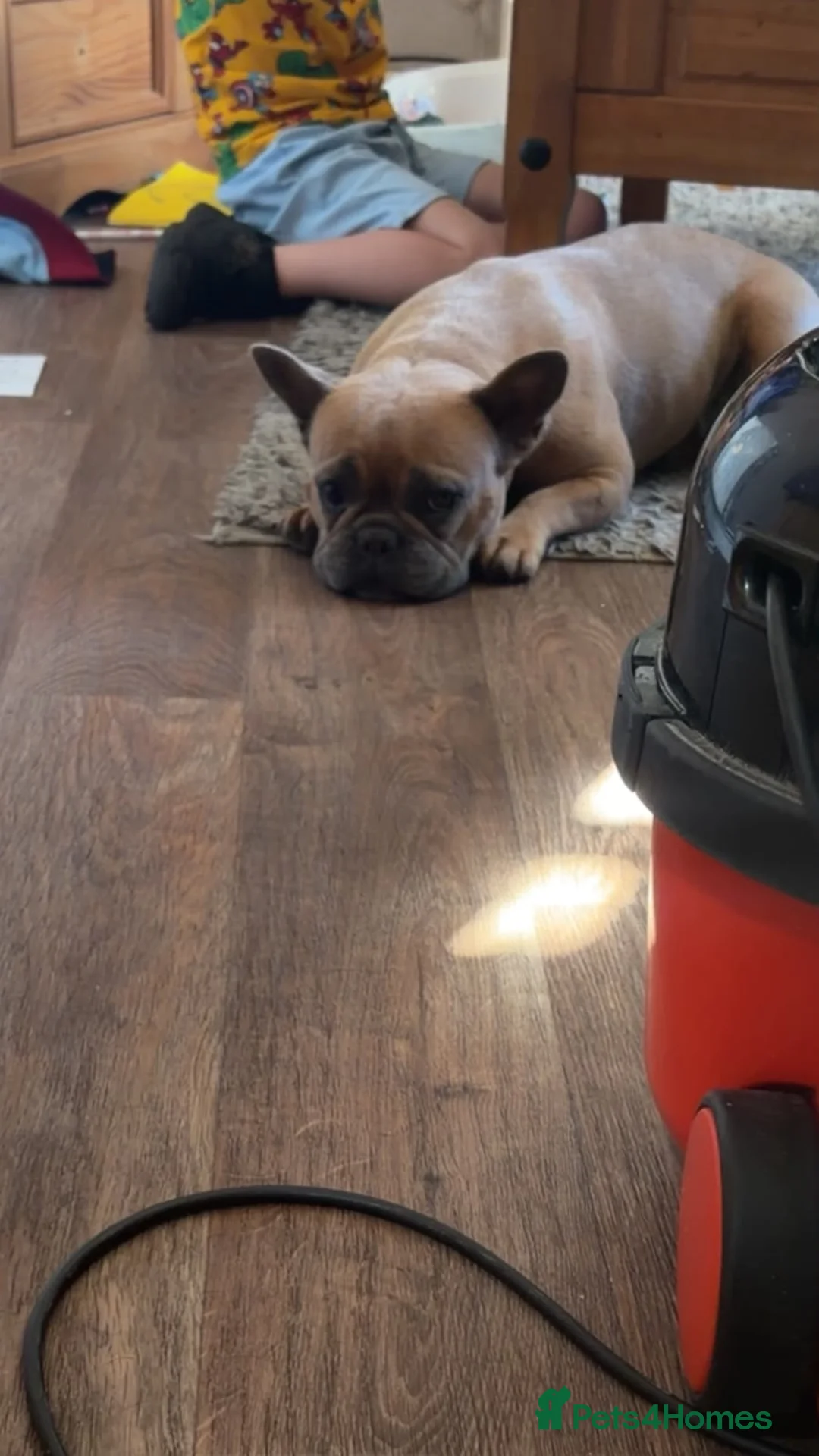 French Bulldog dogs for sale: French bulldog - Advert 2