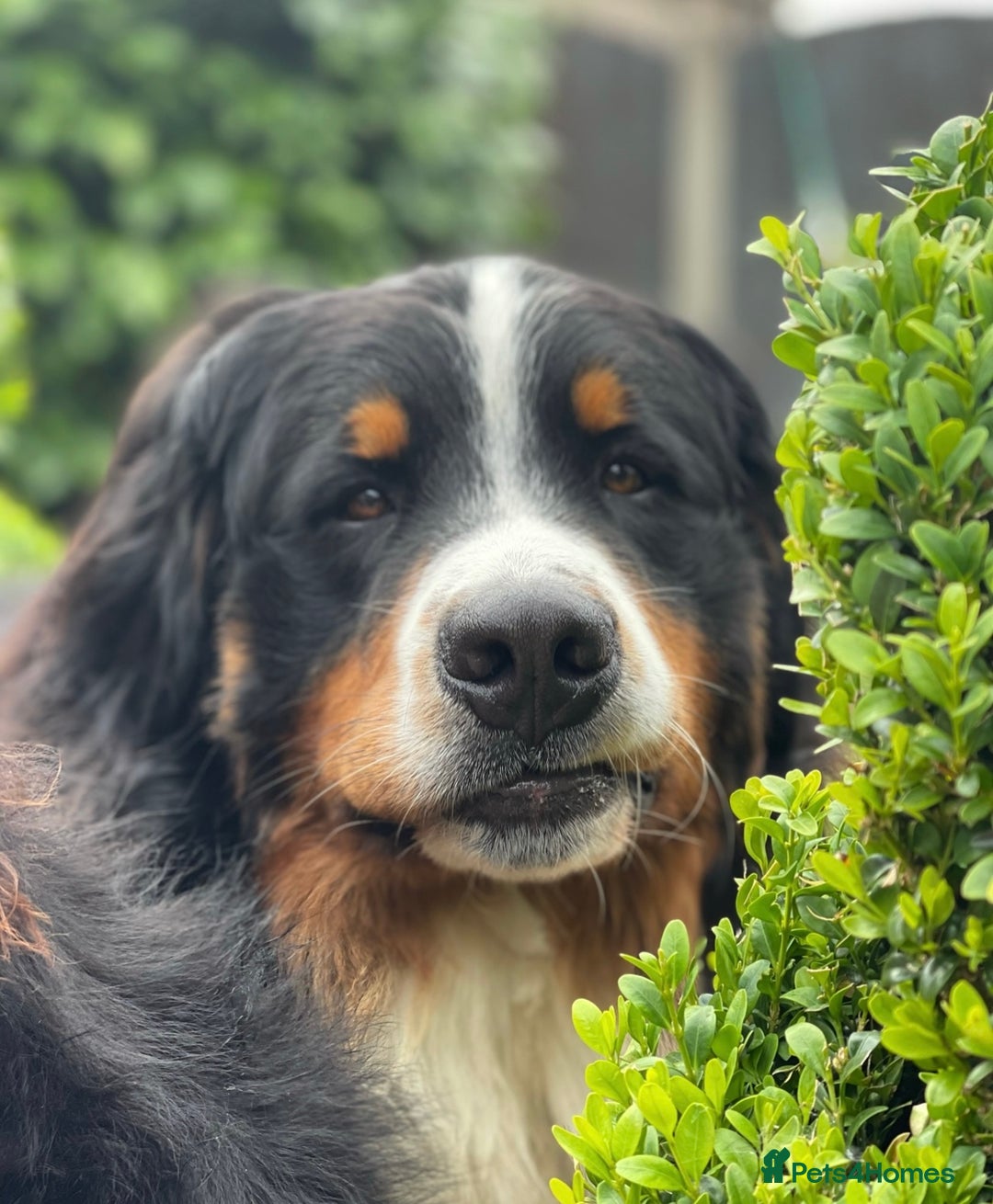 Bernese Mountain Dog dogs for stud: 🔥 CRUZ💥 TOP QUALITY BERNESE MOUNTAIN DOG STUD in Whitehaven - Image 8