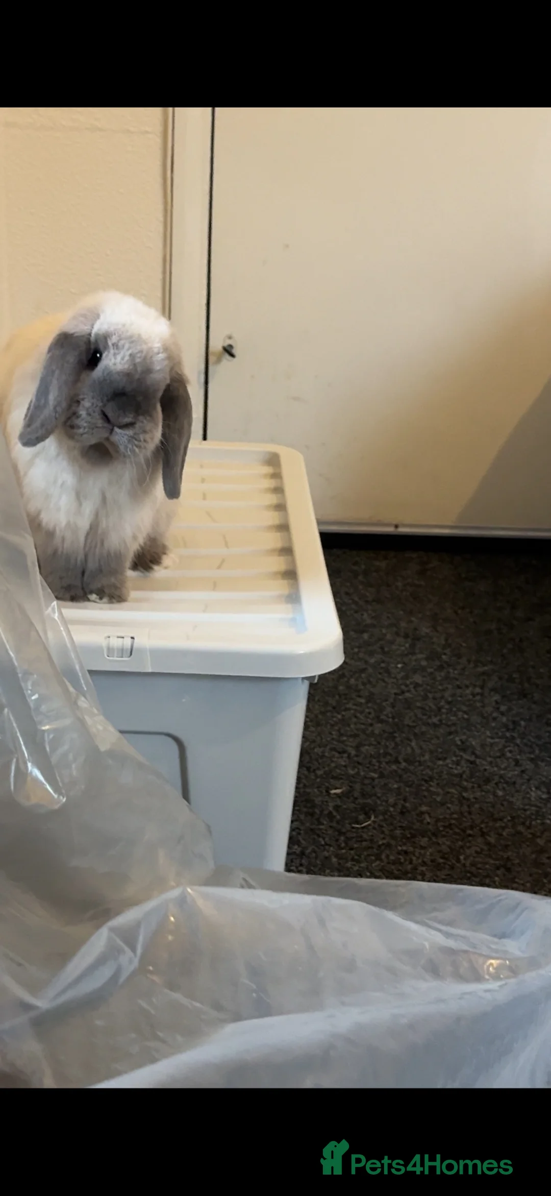 Mini Lop rabbits for sale: Luffy needs a loving home - Advert 1