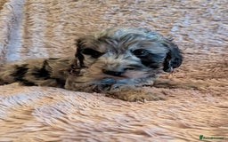 Cockapoo dogs for sale: Beautiful F1b cockapoo puppies - Advert 6