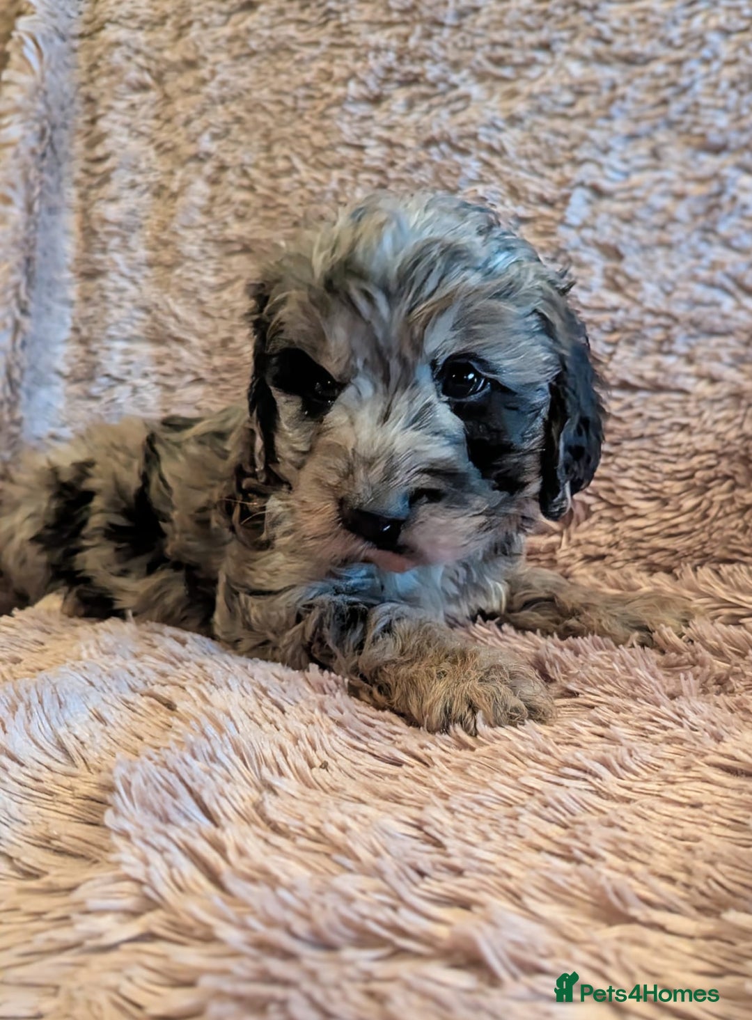 Cockapoo dogs for sale: Beautiful F1b cockapoo puppies - Advert 6
