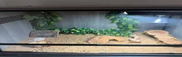 Leopard Gecko reptiles for sale: Female Leopard Gecko with FULL Setup in London - Advert 11