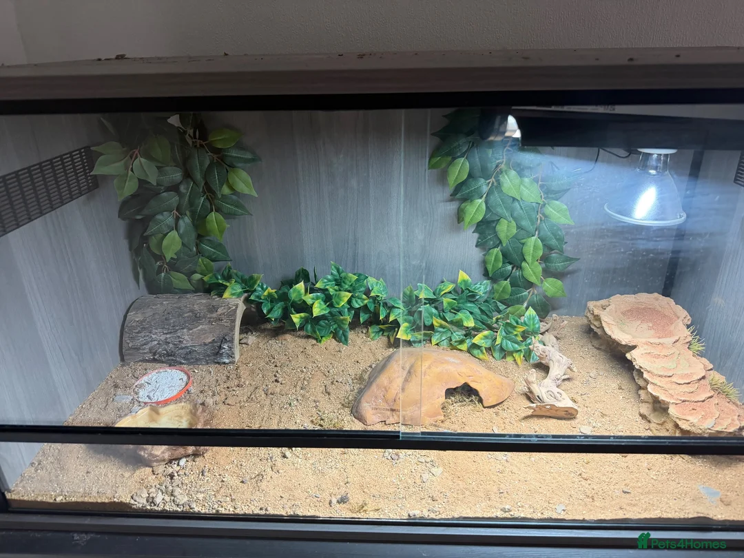 Leopard Gecko reptiles for sale: Female Leopard Gecko with FULL Setup in London - Advert 11